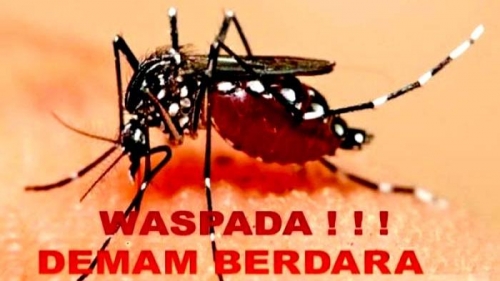 Nyamuk Aedes aegypti, media penularan virus dengue penyebab DBD